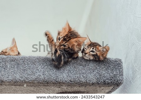 Young cute bengal kitten laying on a soft cat's shelf of a cat's house.