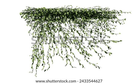 Plant and flower vine green ivy leaves tropic hanging, climbing isolated on white background.
