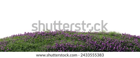 Close up flowers, green or dry grass isolated on white background. Realistic natural element for design. Bright 3d illustration Royalty-Free Stock Photo #2433555383
