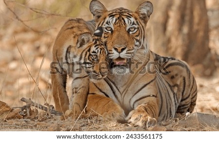 This pictures are tiger and baby tiger. 