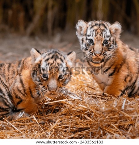 This pictures are tiger and baby tiger. 
