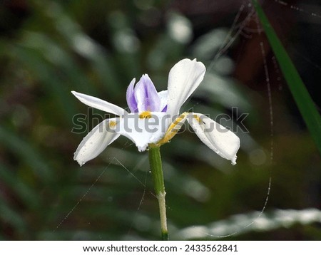 A wildflower picture of a White Iris Bloom created in Mid-January of 2015, 