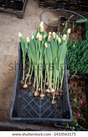 Picking tulips on farm. Seedlings of tulip flowers in box in greenhouse, pulled out of soil, ready for cutting, closeup. Agribusiness, seasonal floral business in Holland farm Royalty-Free Stock Photo #2433563175