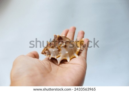 Hermit crabs put on the hand