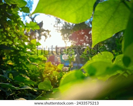 Free image | flower, garden, botanical, vegetation , lentil plant stock image   Royalty-Free Stock Photo #2433575213