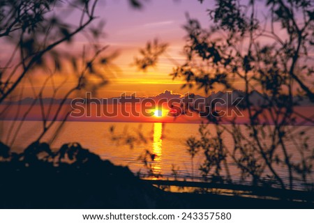 beautiful sunset on the beach with bushes