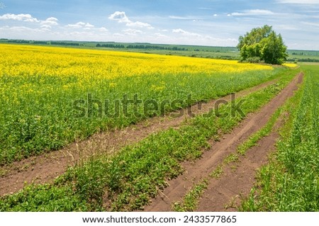 Rapeseed (Brassica napus subsp. Napus) with bright yellow flowering, cultivated thanks to oil-rich seeds, canola is an important source of vegetable oil and a source of protein flour. Royalty-Free Stock Photo #2433577865