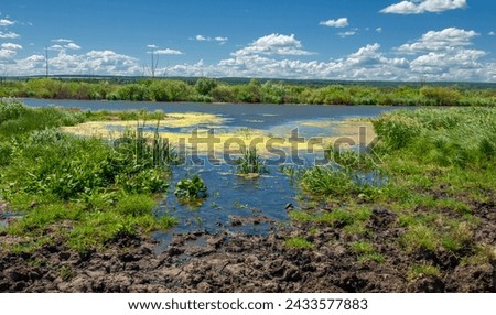 summer photography, a river overgrown with reeds, blue sky with white clouds, blue water covered with duckweed, river floodplain, sultry summer day