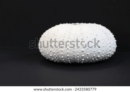 A pure white sun and salt water bleached perfect Kina or sea urchin shell, diplaying amazing intricate dot patterns. Side on against a black background