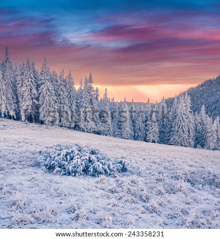 Beautiful winter sunrise in the mountain forest
