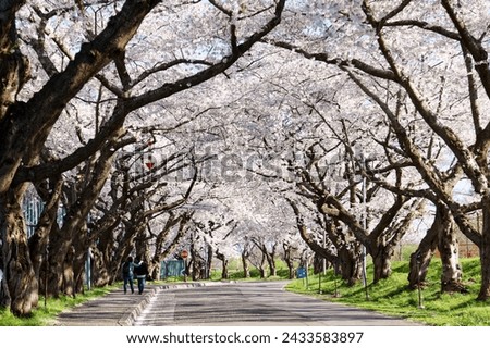 Perspective view of a road under an archway of Sakura trees along Ono River on a sunny spring day, in Hokuto City, Hokkaido, Japan. Hanami (admiring cherry blossoms) is a popular activity in Japan Royalty-Free Stock Photo #2433583897