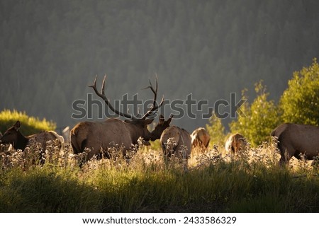 The gentle murmur of the river accompanies a herd of elk, their forms silhouetted against the sun's last rays, a picture of nature's harmony.