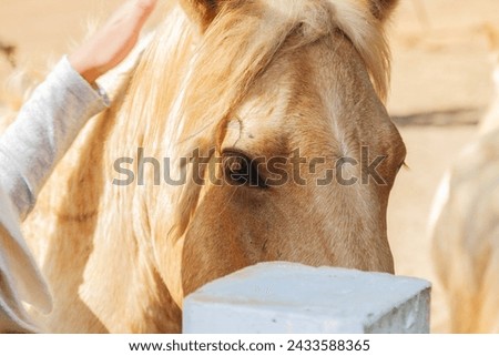 Close-up photo of a horse The hands used to caress the horse with tenderness and care.