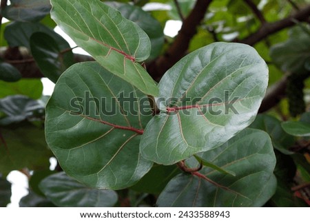 Close up view of Coccoloba unifera leaves, also known as seagrape, baygrape, Jamaican Kino and platter leaf. Royalty-Free Stock Photo #2433588943