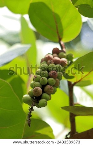 A cluster of Coccoloba unifera fruits, also known as seagrape, baygrape, Jamaican Kino and platter leaf. Royalty-Free Stock Photo #2433589373