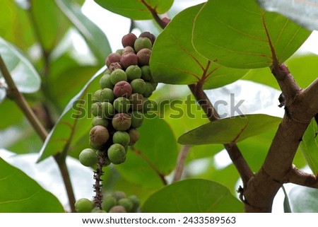 Close up view of Coccoloba unifera fruits on the tree, also known as seagrape, baygrape, Jamaican Kino and platter leaf. Royalty-Free Stock Photo #2433589563