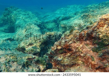 Underwater seascape, swimming fish and colorful stones. Ocea with marine life, underwater photography from snorkeling. Sea and rocks, travel picture.