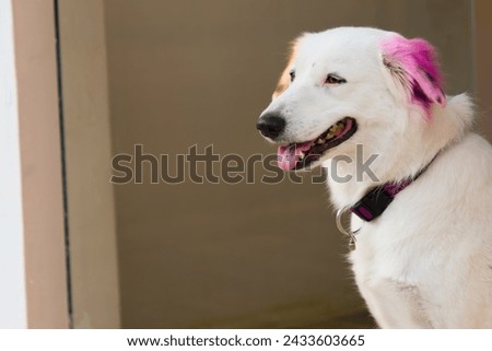 A close-up photo of a white dog with fluffy, bubblegum pink hair, tilting its head inquisitively at the camera