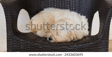 An adorable close-up photo of a fluffy white dog snoozing peacefully in a comfy wicker chair