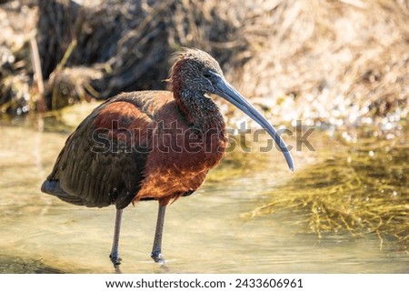 The glossy ibis, latin name Plegadis falcinellus, searching for food in the shallow lagoon. A brown ibis stands in the water on the shore of the lake. Royalty-Free Stock Photo #2433606961