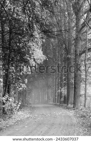 black and white landscape with trees, avenue of trees, photographed with an infrared filter