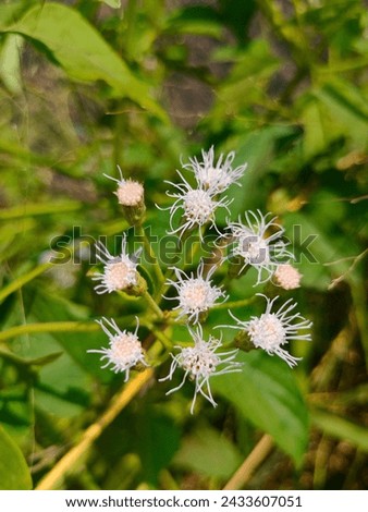 Stunning closeup of white chromolaena Odorata(Siam weed,Christmas bush,Rougue plant,devil weed)plant flowers ultrahd hi-res jpg stock image photo picture selective focus side or straight ankle view 