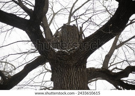 An old oak. Big oak tree in the park. Broken tree trunk. Large branches.