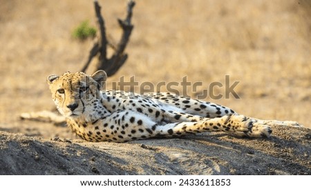 Picture of an resting Leopard in the South African steppe