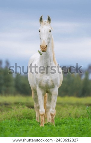 A Beautiful Picture of Horse Enjoying At Garden 