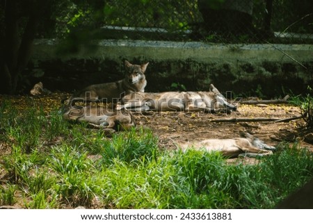 Pack of Indian grey wolves lying on the ground under the shade.