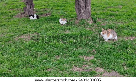 three cats sit on green grass in a park near the trees. High quality photo Royalty-Free Stock Photo #2433630005