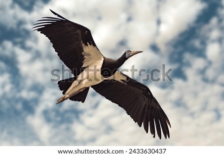 black stork bird flying on sky with both wings ipen Royalty-Free Stock Photo #2433630437