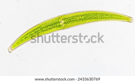Freshwater microalgae belonging to desmid group, Closterium sp. Selective focus image Royalty-Free Stock Photo #2433630769