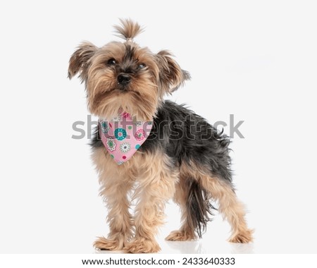picture of adorable yorkshire terrier little dog with pink bandana standing up and looking forward on white background