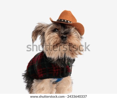 picture of adorable yorkshire terrier puppy wearing cowboy hat and jacket looking up and standing on white background