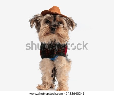 picture of cute little yorkshire terrier puppy with sheirff hat and jacket standing in front of white background