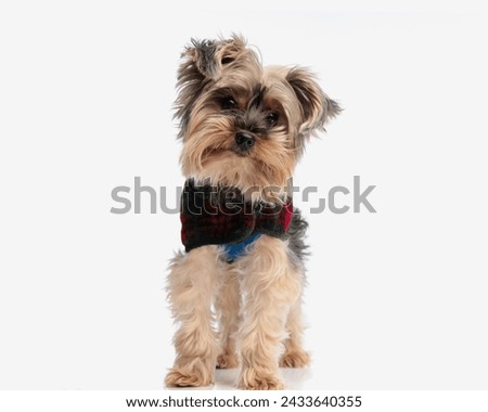 picture of sweet little yorkshire terrier puppy with checkered jacket tilting head and looking forward while standing on white background