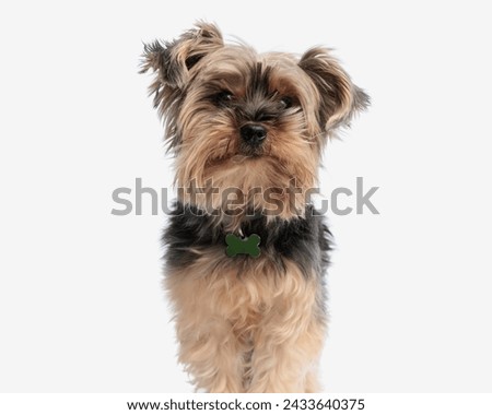 picture of curious little yorkie puppy with bone collar standing and looking up in front of white background