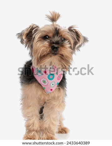 picture of adorable yorkshire terrier dog with pink bandana looking forward and standing in front of white background