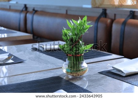 Dracaena sanderiana or lucky bamboo aka bamboo fortune on a hotel dining table. The leaves are fresh green. Royalty-Free Stock Photo #2433643905