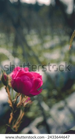 A picture of a Rose