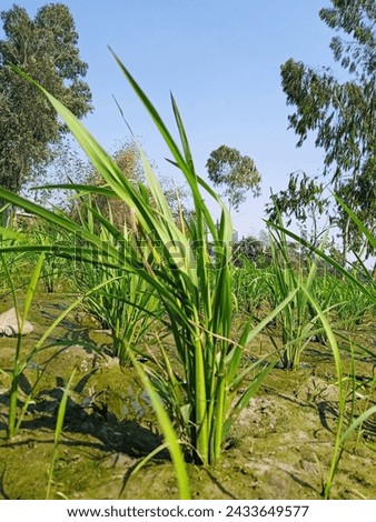Rice plan pic in Bangladesh 