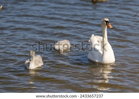 grey chicks of the white sibilant swan with grey down, young small swans with adult swans parents Royalty-Free Stock Photo #2433657237