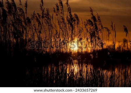 grass growing on the shore of the lake during sunset, reeds on the shore in the orange light of the sun at sunset