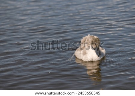 grey chicks of the white sibilant swan with grey down, young small swans with adult swans parents Royalty-Free Stock Photo #2433658545