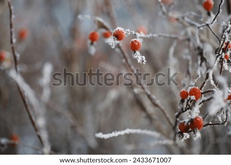White snow on a bare tree branches on a frosty winter day, close up. Natural background. Selective botanical background. High quality photo