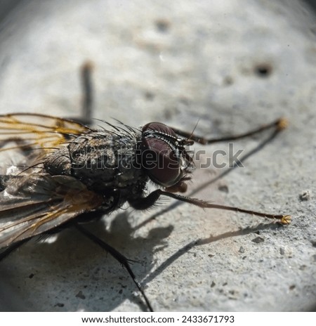 Macro photo of a fly sitting on a concrete wall