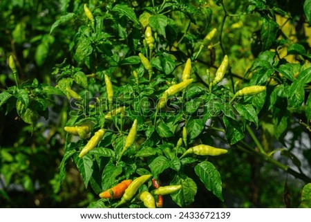 A group of chilies that have fruit and are not yet ripe, while some of the fruit is starting to ripen, the picture was taken during the day