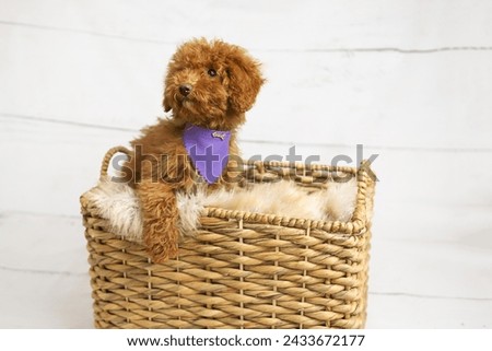 cute poodle dog pictures, cute images