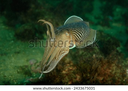 under water cuttle fish photo